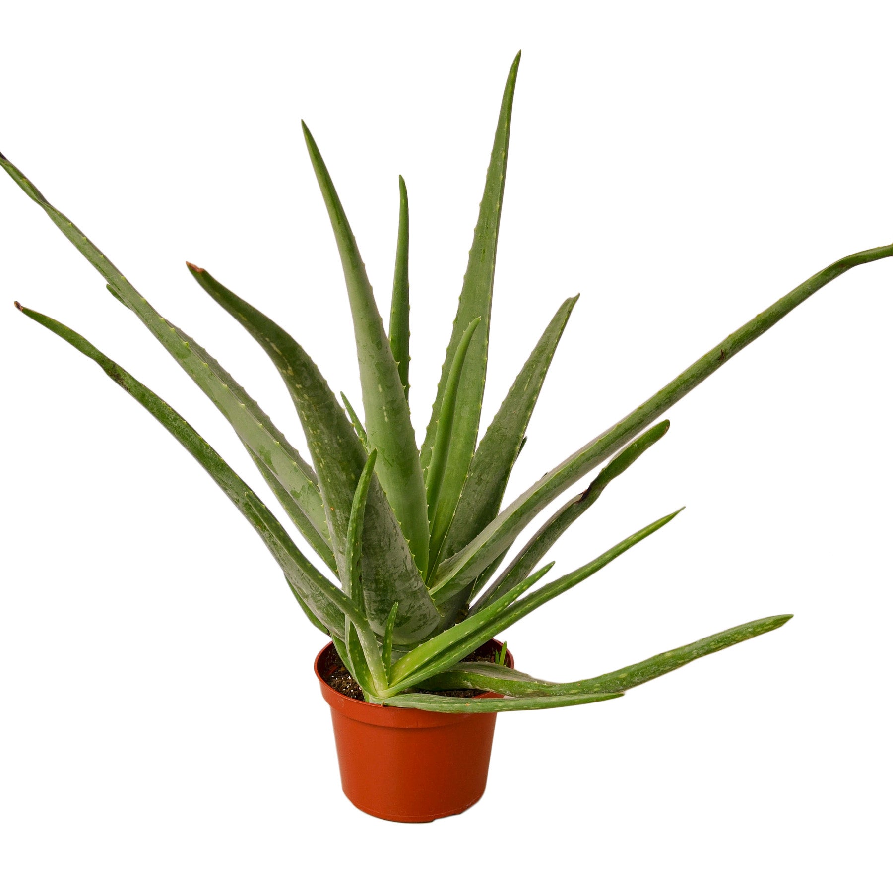 Aloe Succulent Plant