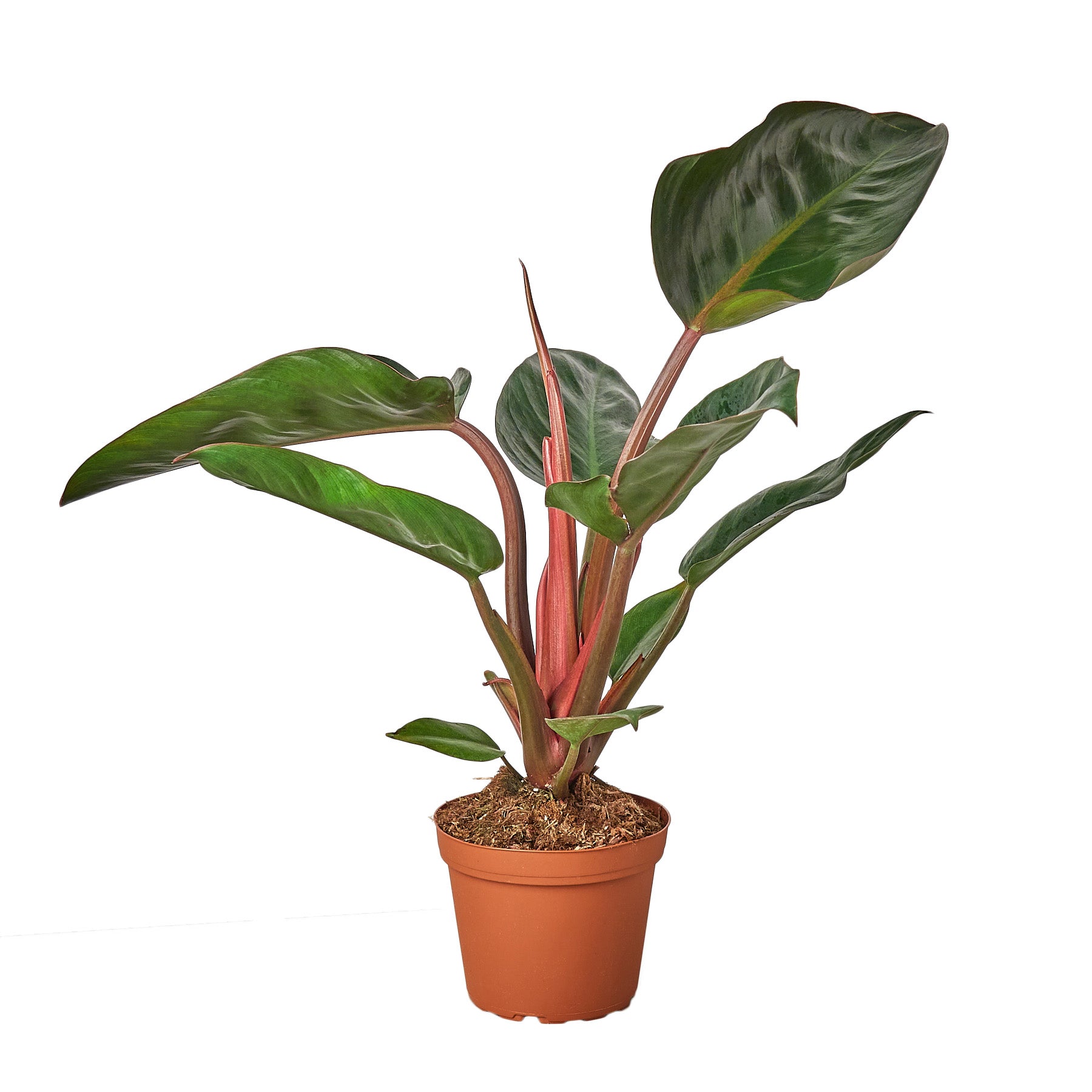 Philodendron Houseplants