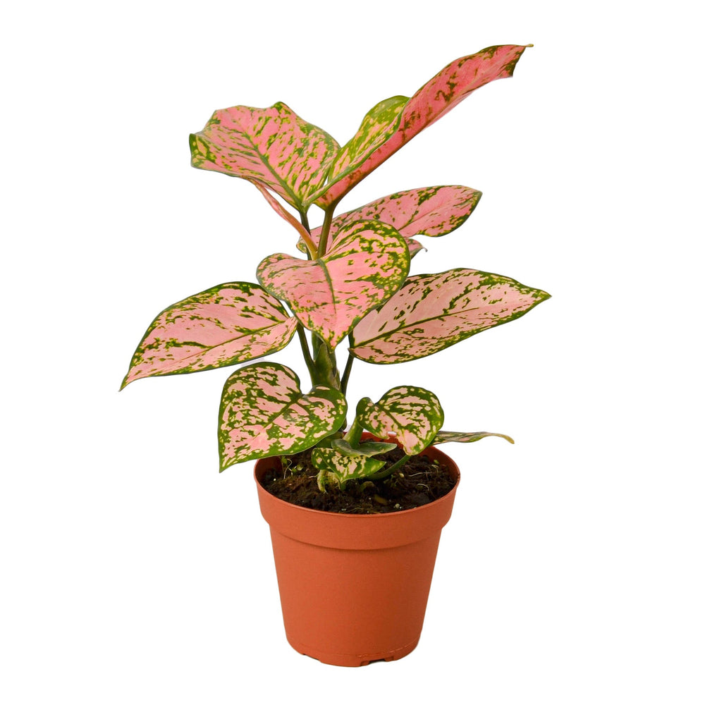 Aglaonema - Chinese Evergreen 'Lady Valentine'