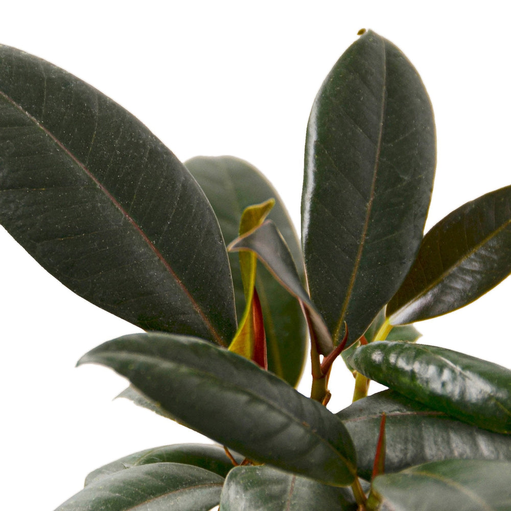 Ficus elastica 'Burgundy'