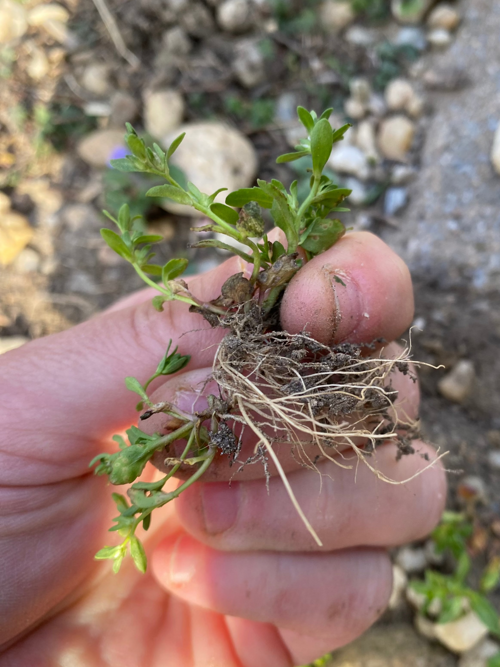 weeds in  hand