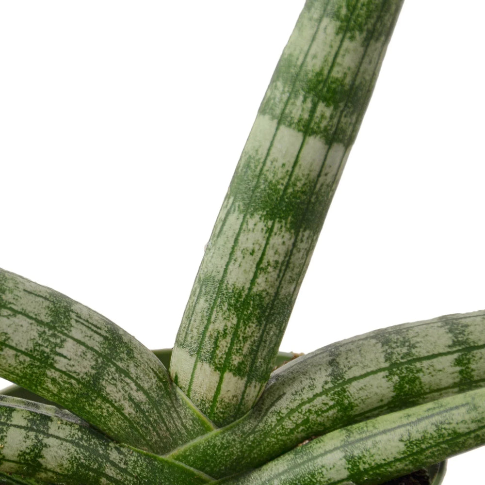 Sanseveria cylindrica up close