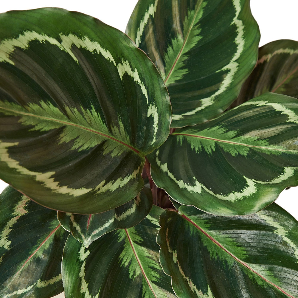 2 Calathea Plants Variety Pack in 4" Pots