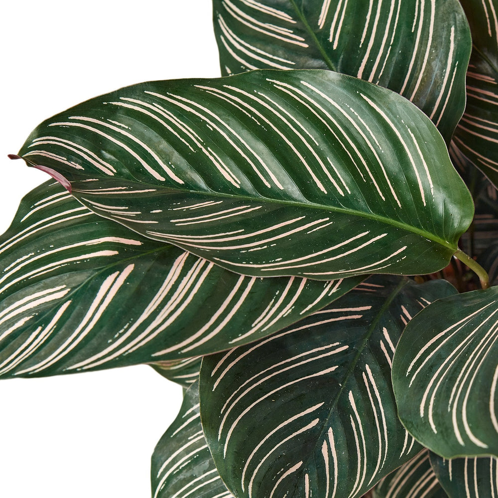 Goeppertia ornata aka Calathea ornata