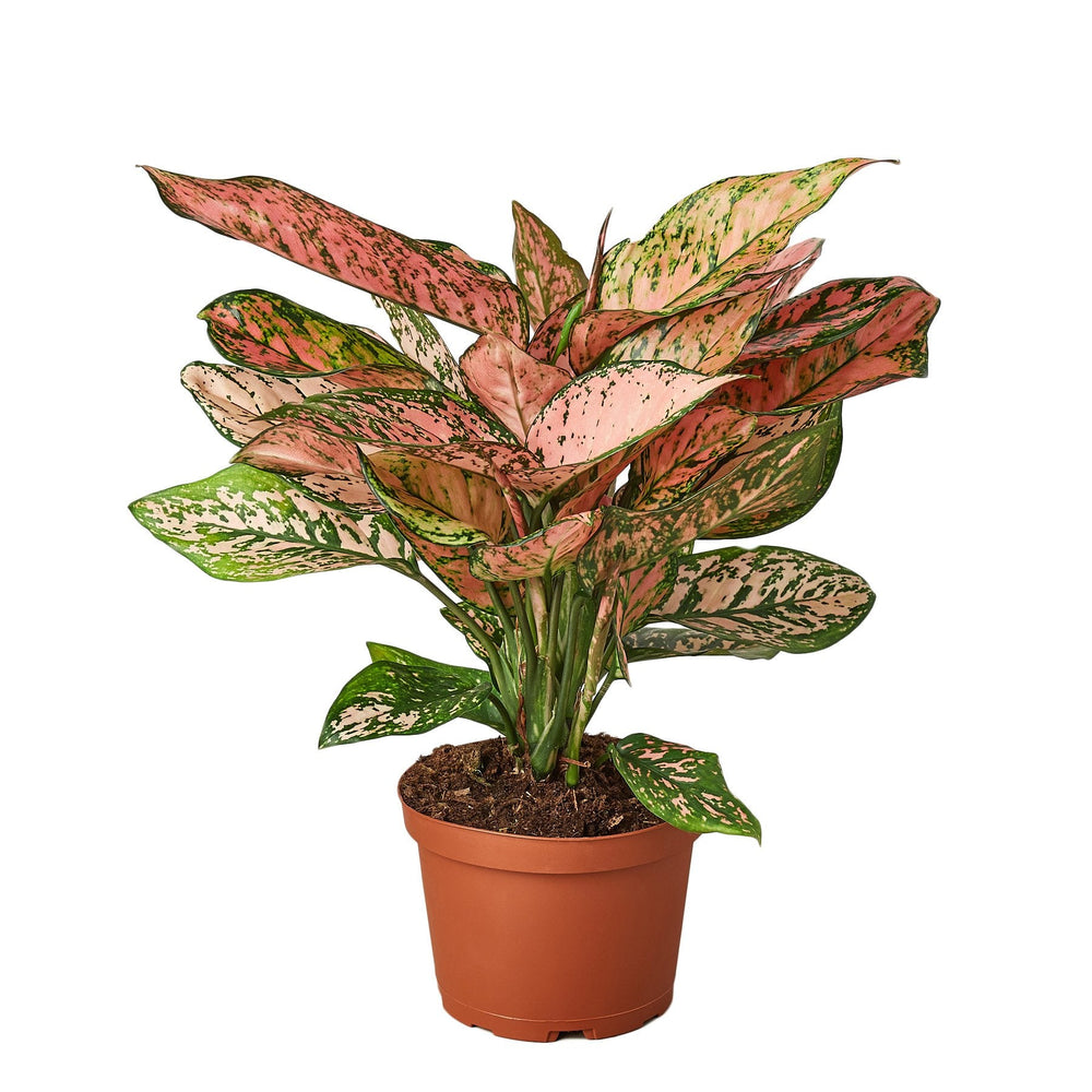 Aglaonema - Chinese Evergreen 'Lady Valentine'