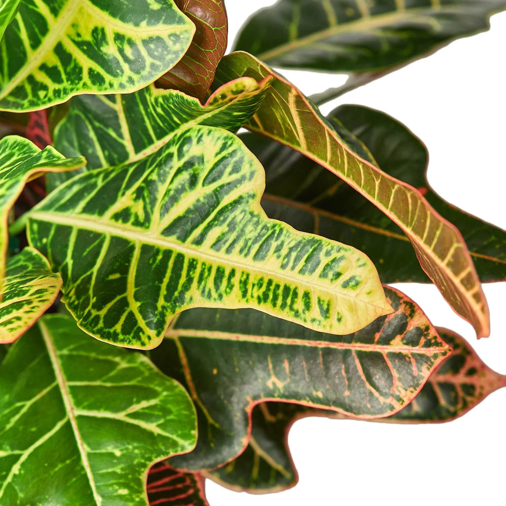 Croton 'Oak Leaf'