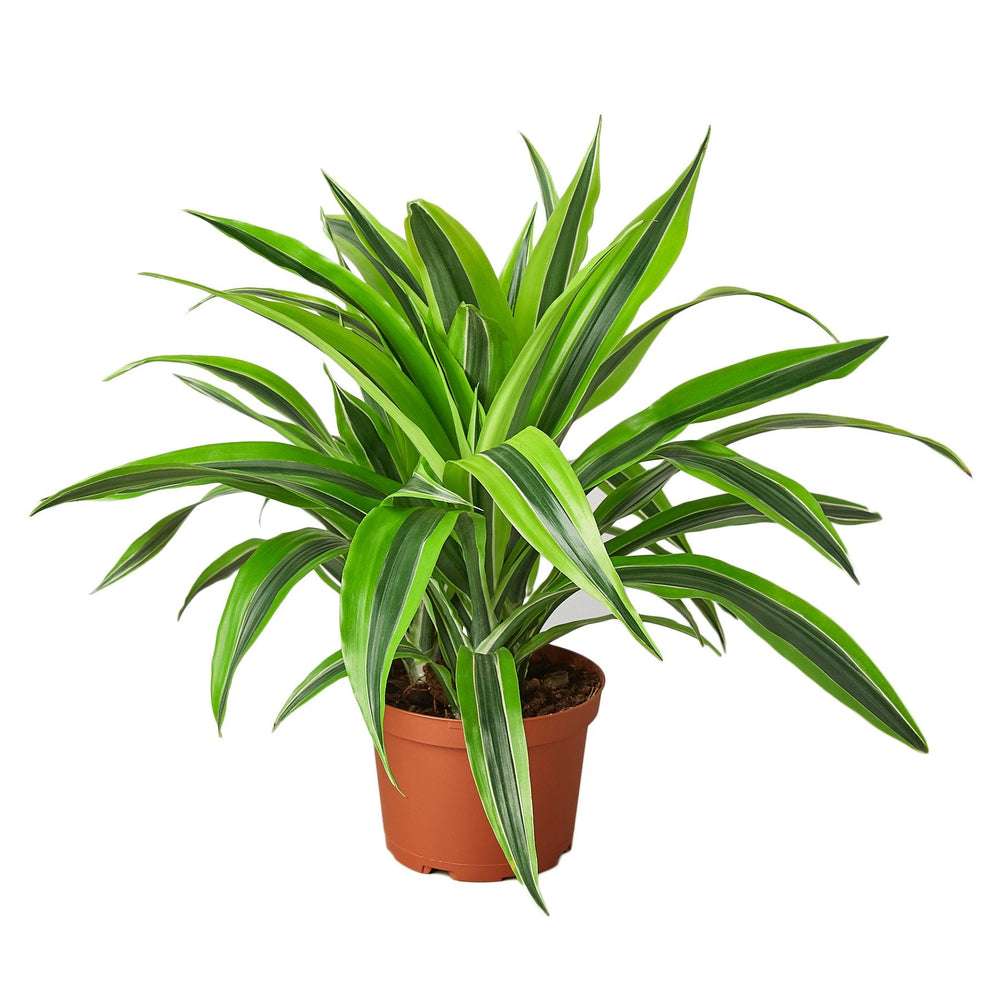 Dracaena deremensis 'Lemon Lime'