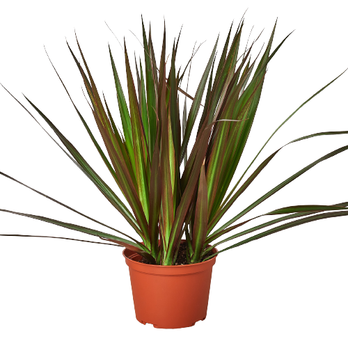 Dracaena marginata 'Magenta'