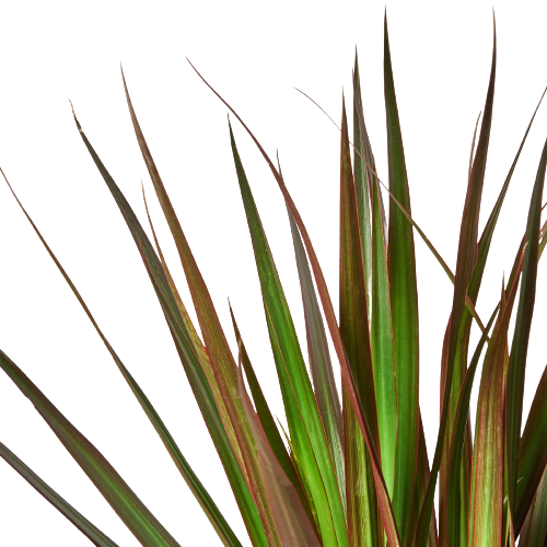 Dracaena marginata 'Magenta'