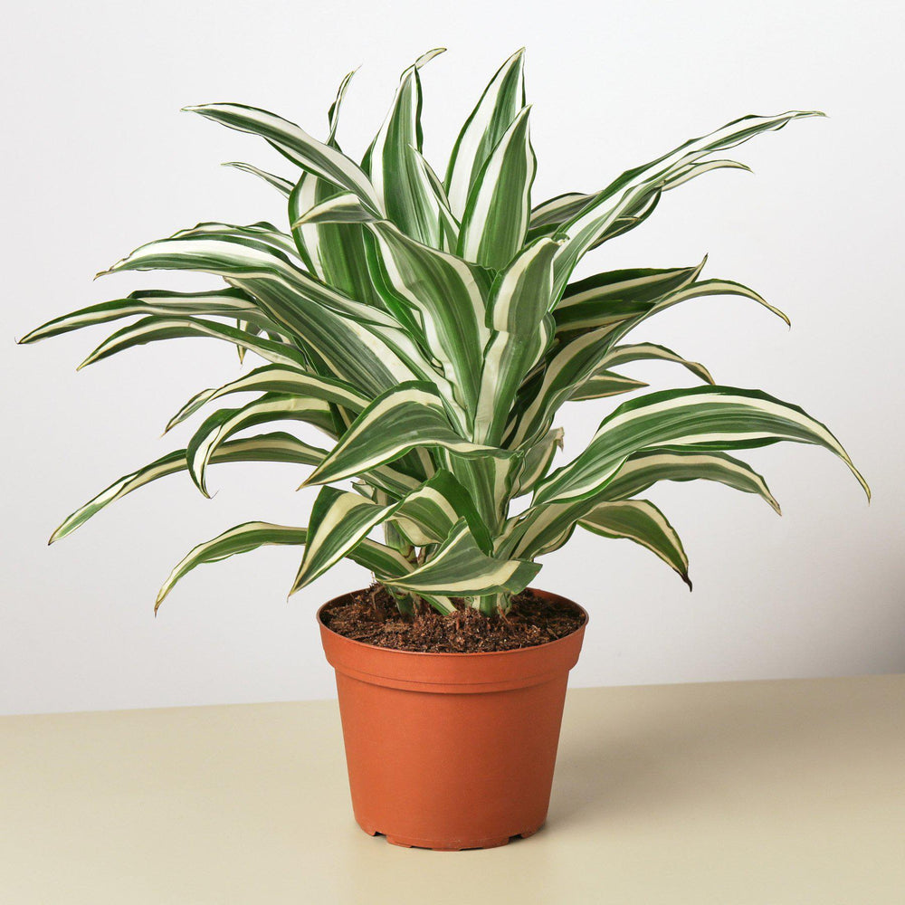 Dracaena warneckii 'White Jewel'