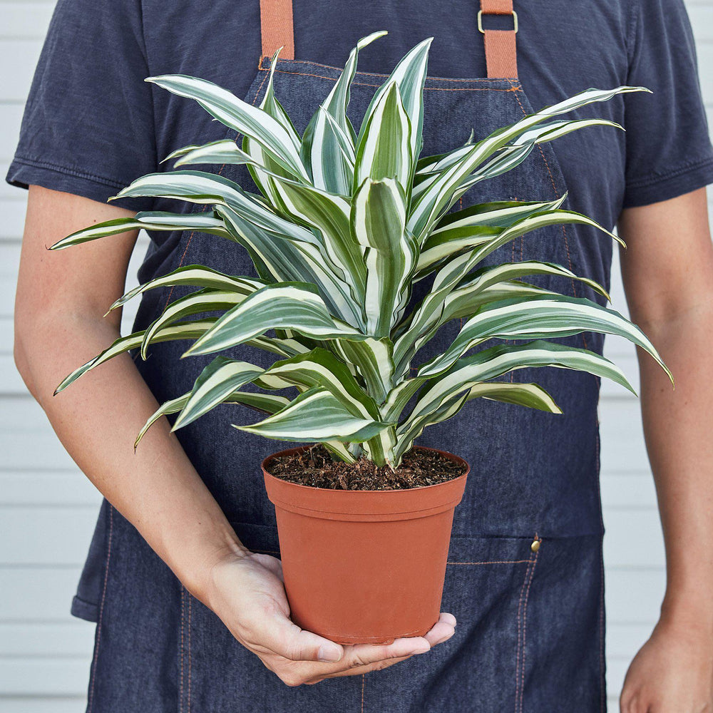 Dracaena warneckii 'White Jewel'