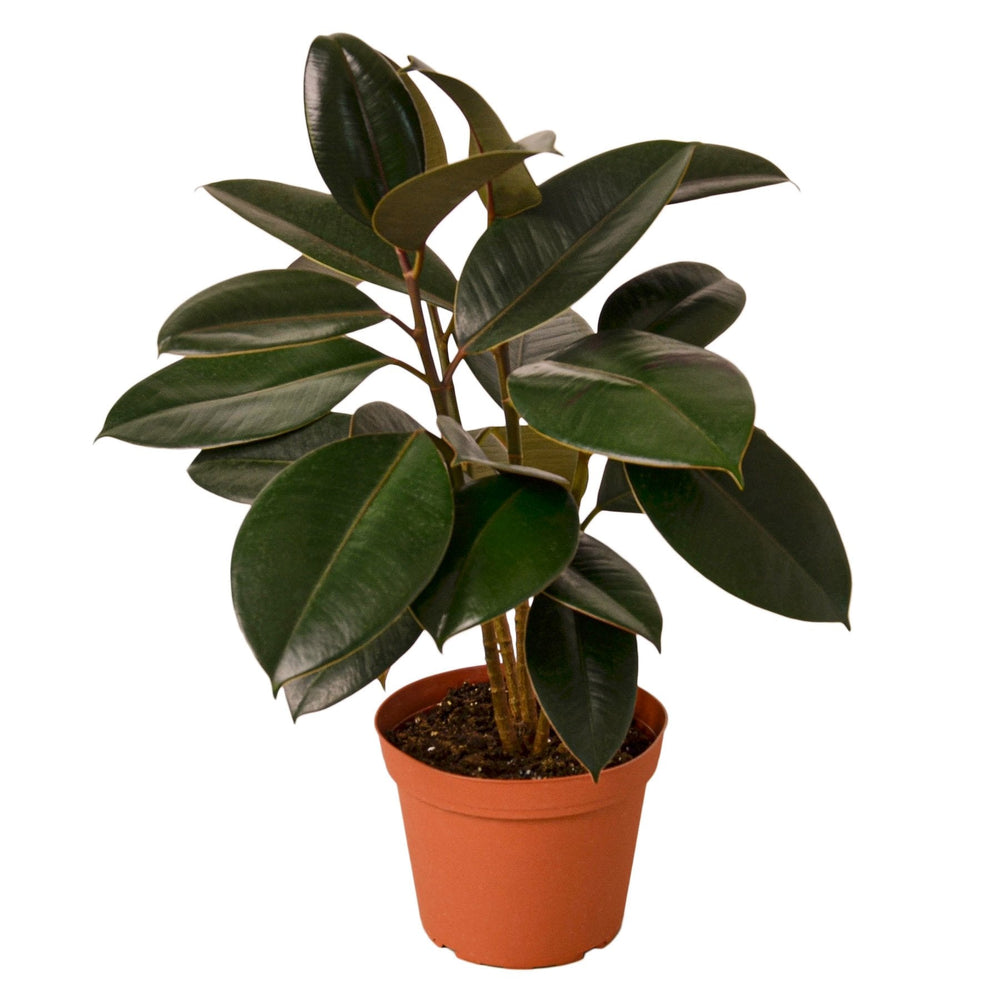 Ficus elastica 'Burgundy'