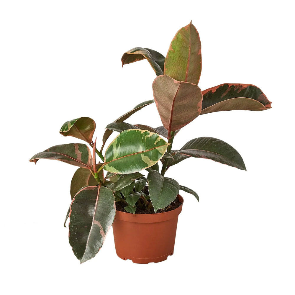 Ficus elastica 'Ruby Pink'