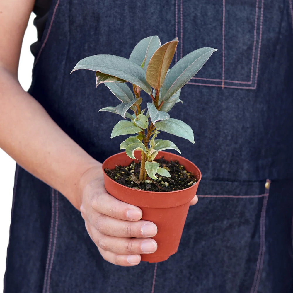 Ficus elastica 'Tineke'