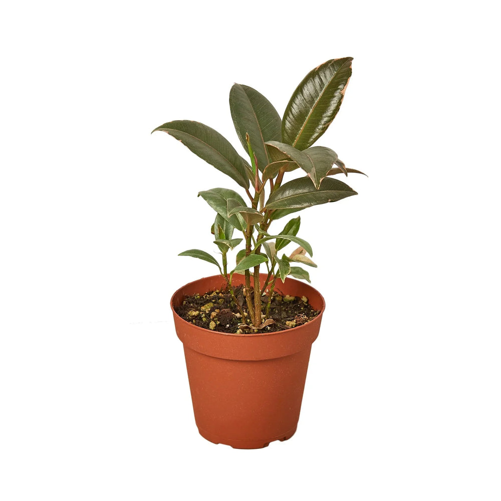 Ficus elastica 'Tineke'