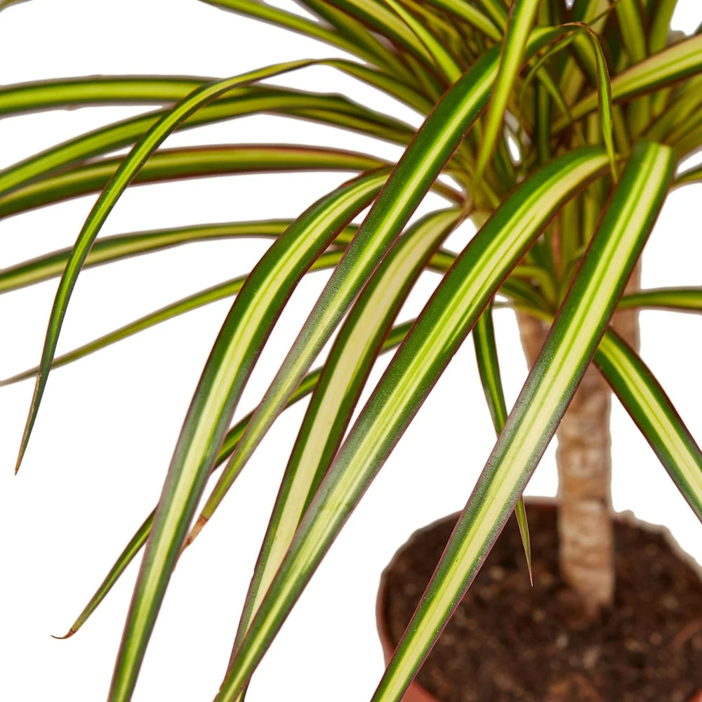 Dracaena marginata 'Sunshine'