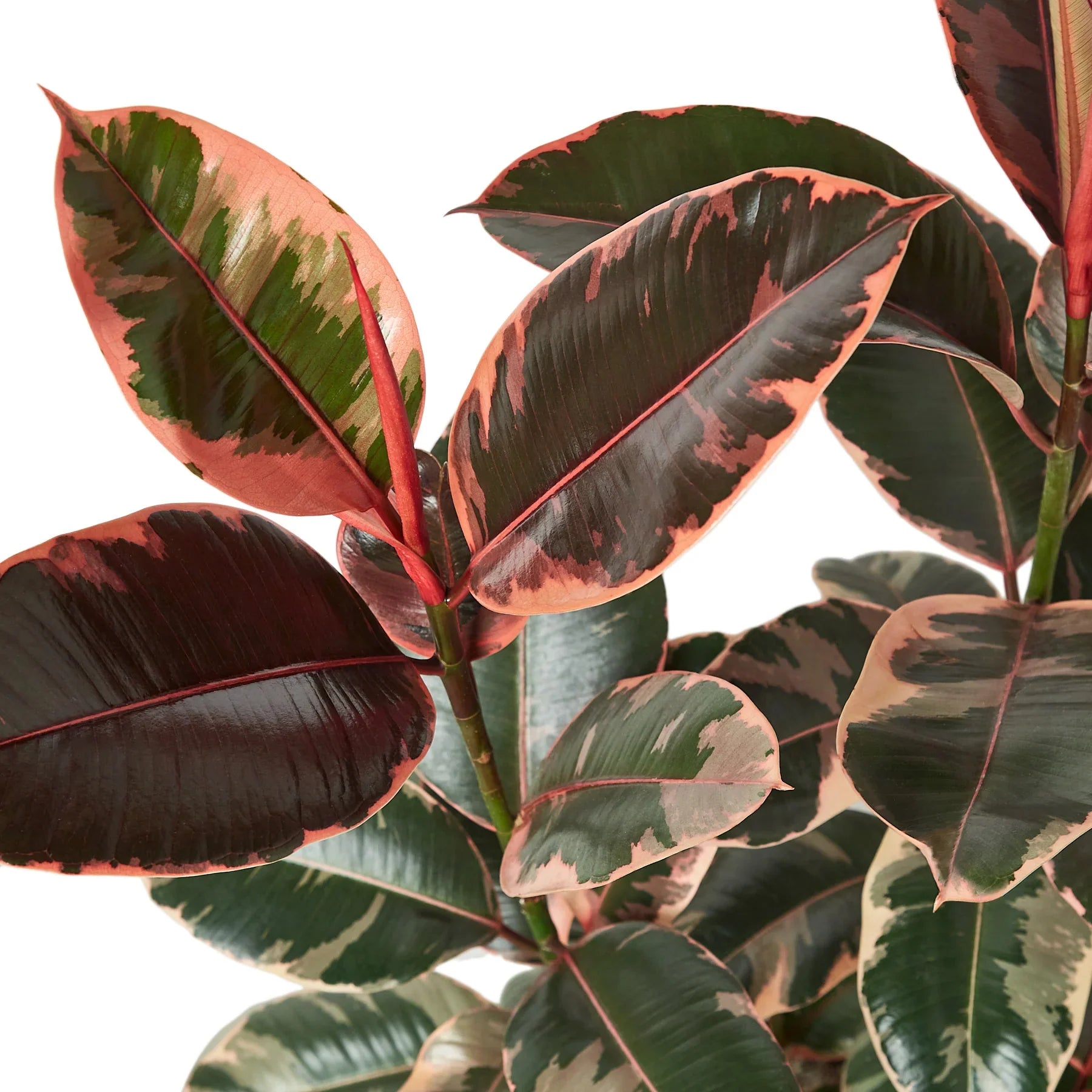 Ficus Ruby Pink plant close up of leaves