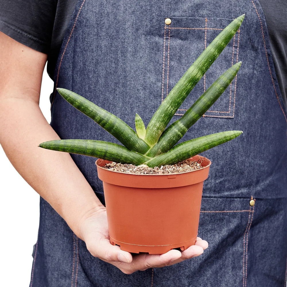 6" Sanseveria cylindrica plant