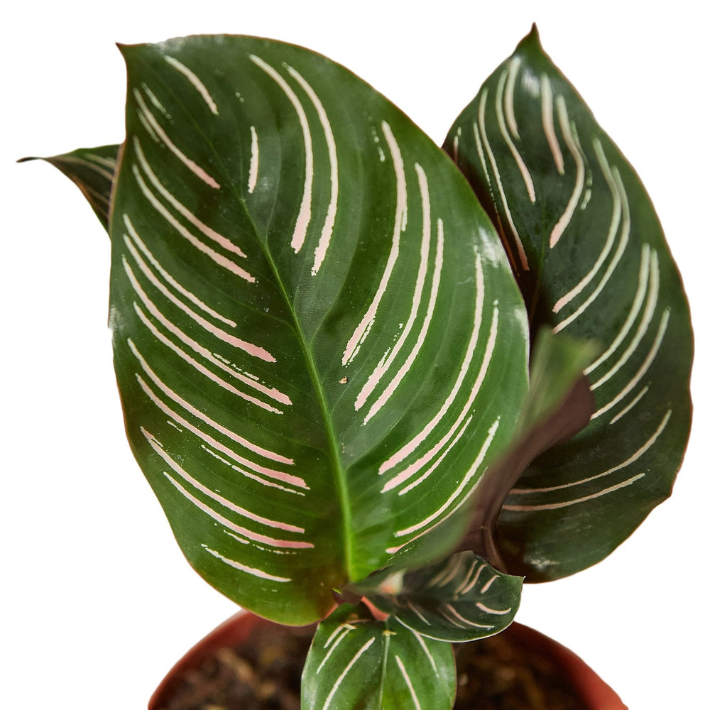 Goeppertia ornata aka Calathea ornata