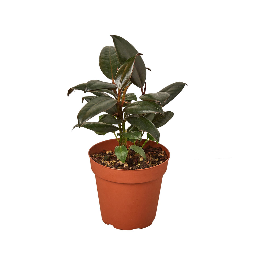 Ficus elastica 'Burgundy'