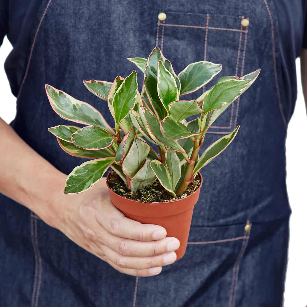 Peperomia 'Ginny'