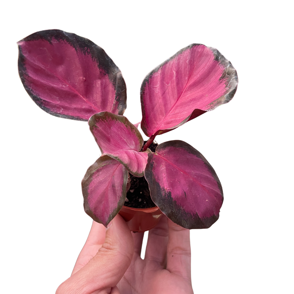 Geoppertia roseopicta aka Calathea 'Purple Rose'