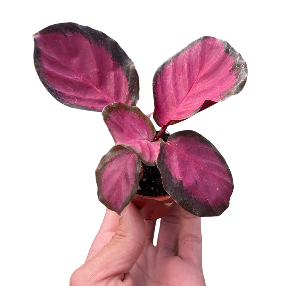 Geoppertia roseopicta aka Calathea 'Purple Rose'