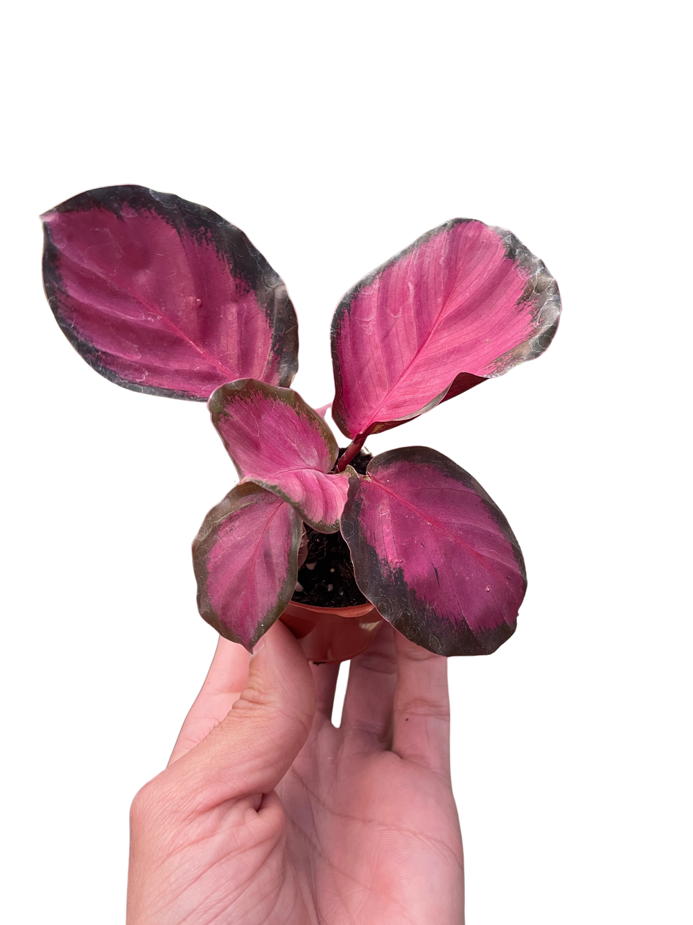 Geoppertia roseopicta aka Calathea 'Purple Rose'