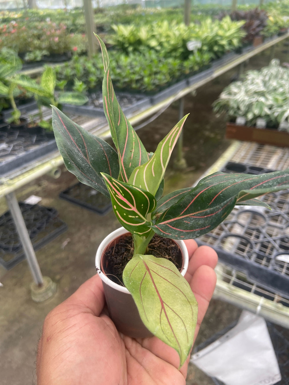 Chinese Evergreen 'Red Vein'