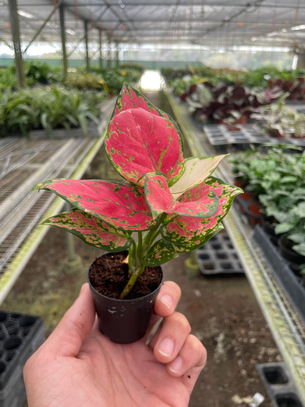 Aglaonema - Chinese Evergreen 'Lady Valentine'