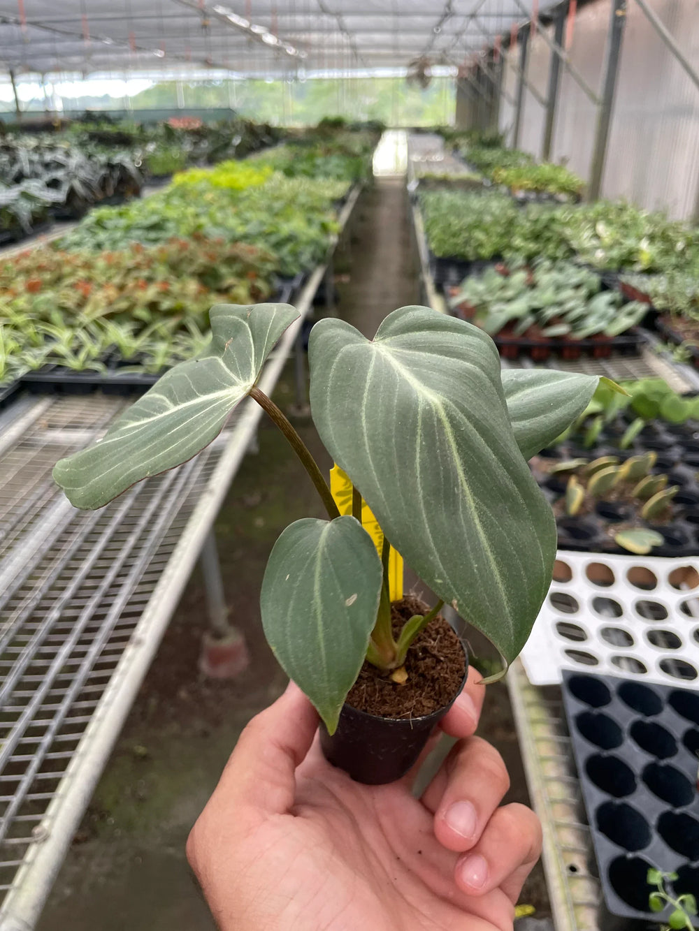 Philodendron gloriosum