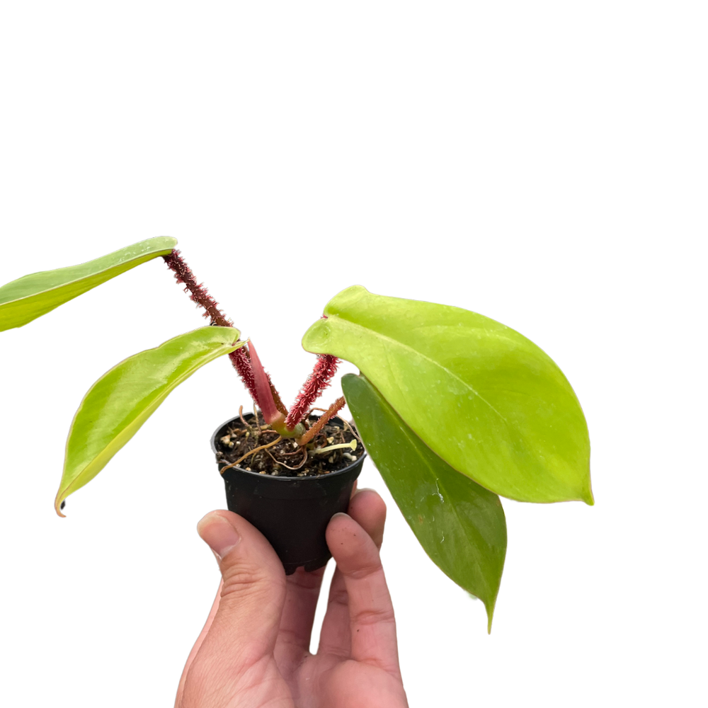 Philodendron squamiferum