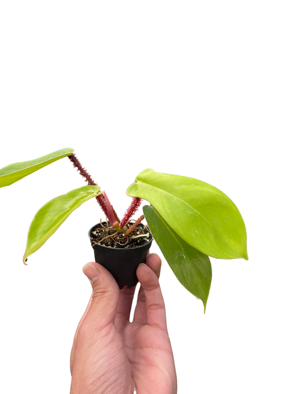 Philodendron squamiferum