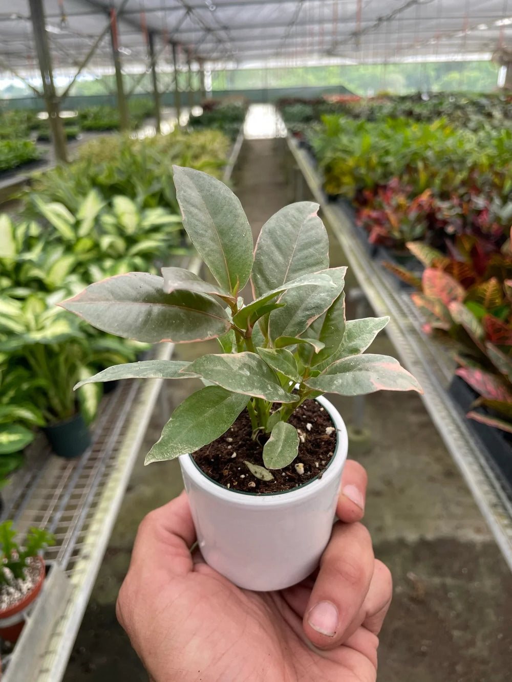 Ficus elastica 'Tineke'