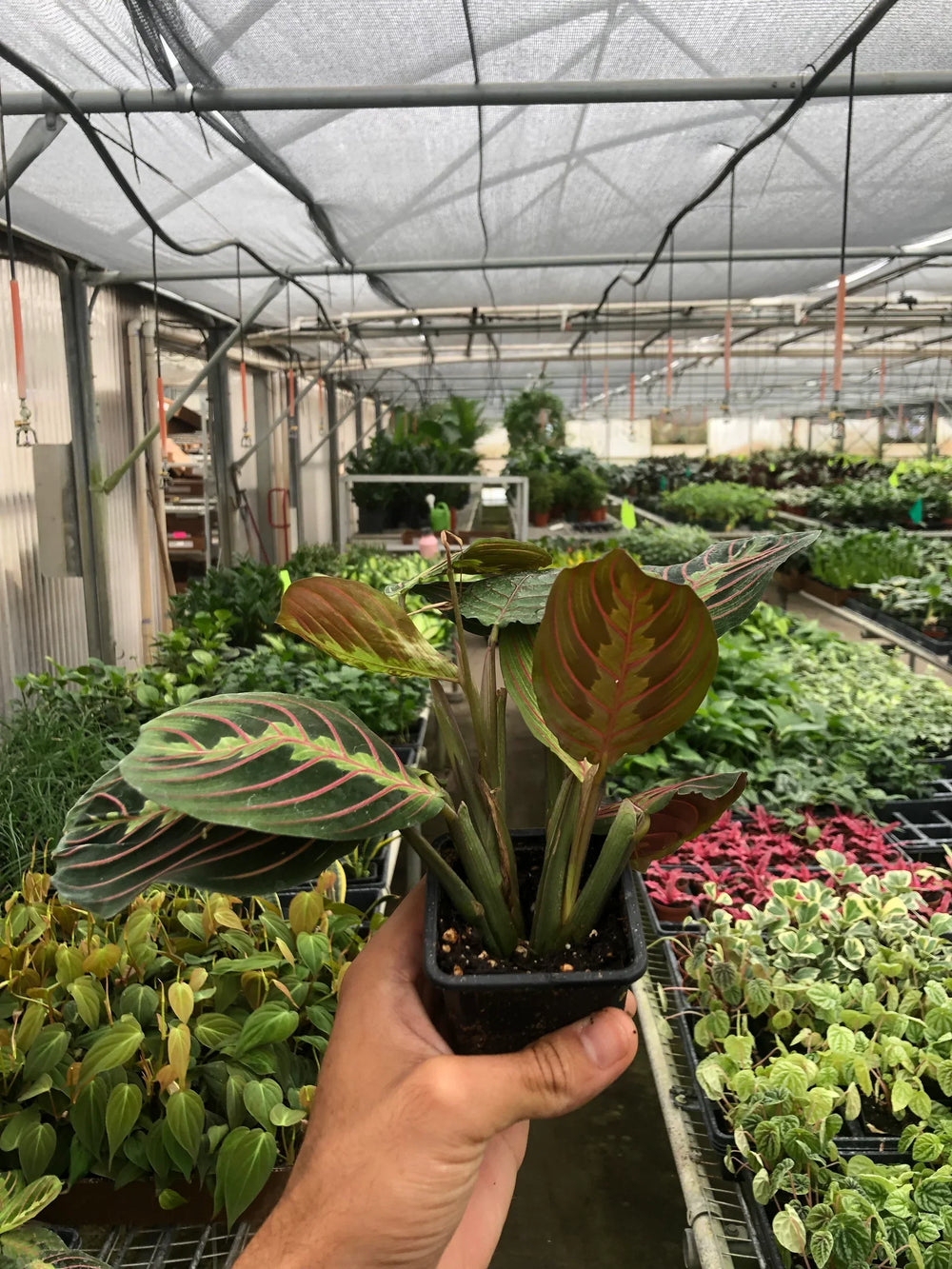 Maranta 'Red Prayer Plant'