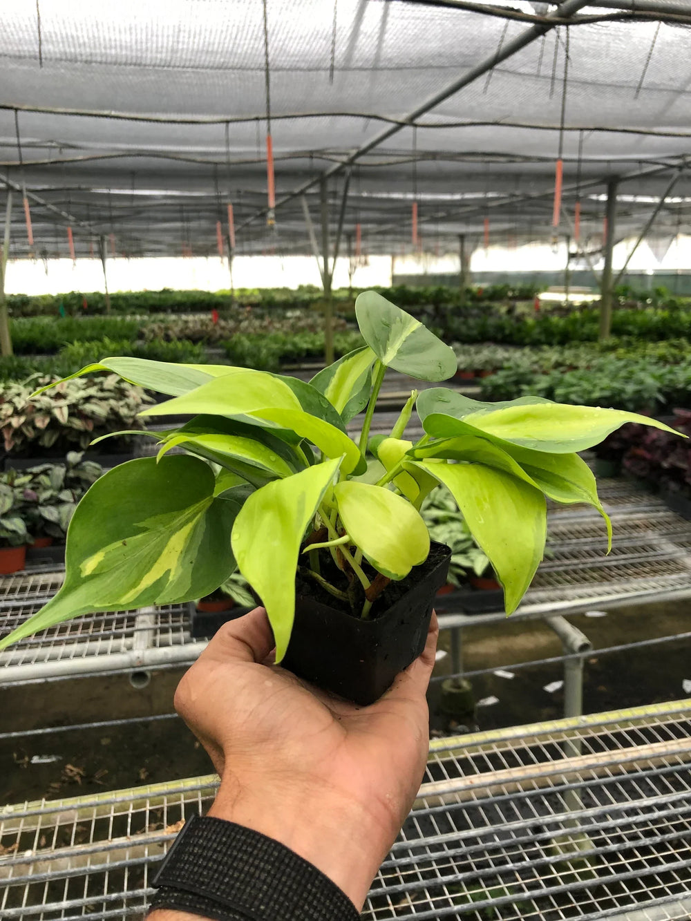 Philodendron 'Brasil'