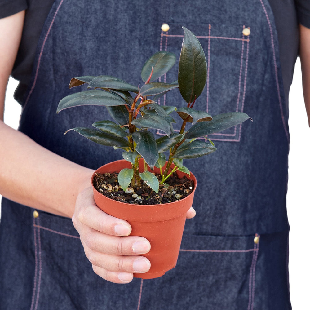 Ficus elastica 'Burgundy'