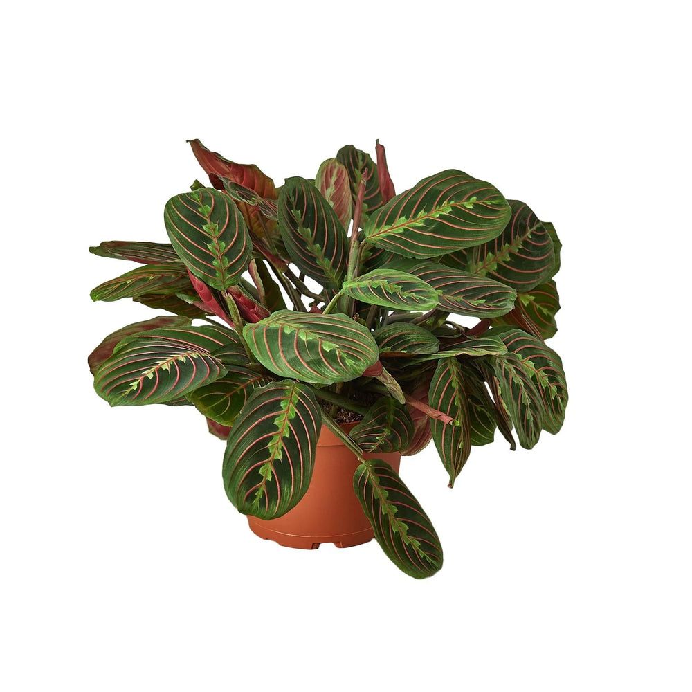 Maranta 'Red Prayer Plant'