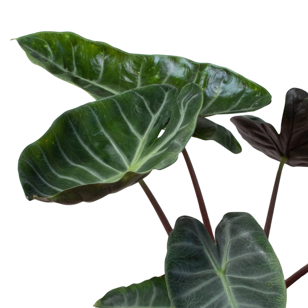 Alocasia 'Ebony'