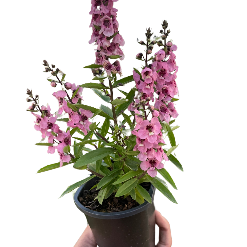 Angelonia ‘Summer Snapdragon’