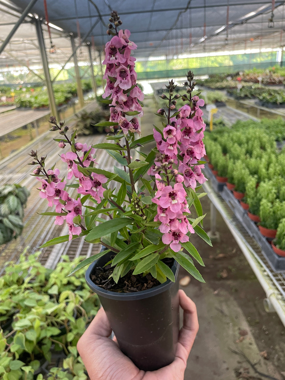 Angelonia ‘Summer Snapdragon’