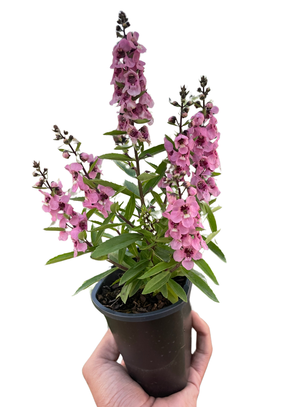 Angelonia ‘Summer Snapdragon’