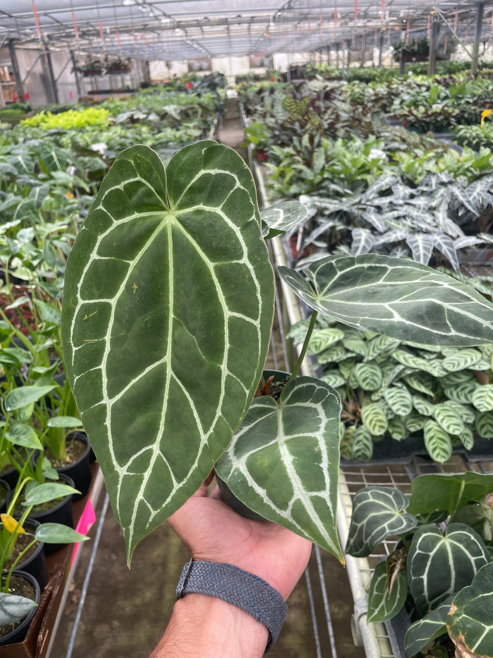 Anthurium crystallinum