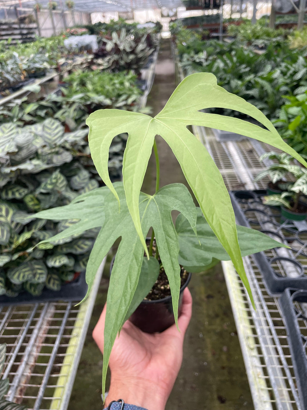 Anthurium radicans 'Fingers'