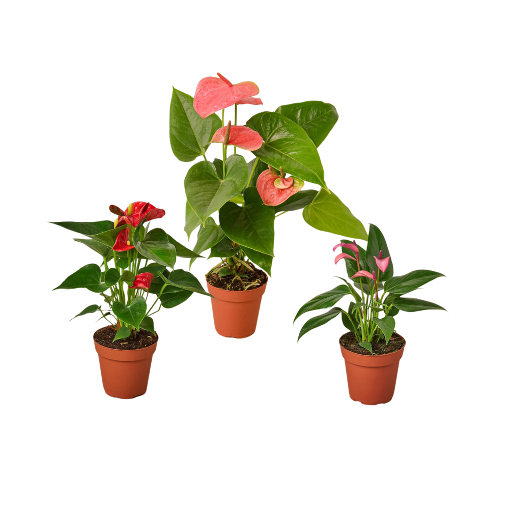 3 Anthurium Variety Pack- All Different Colors - 4" Pots