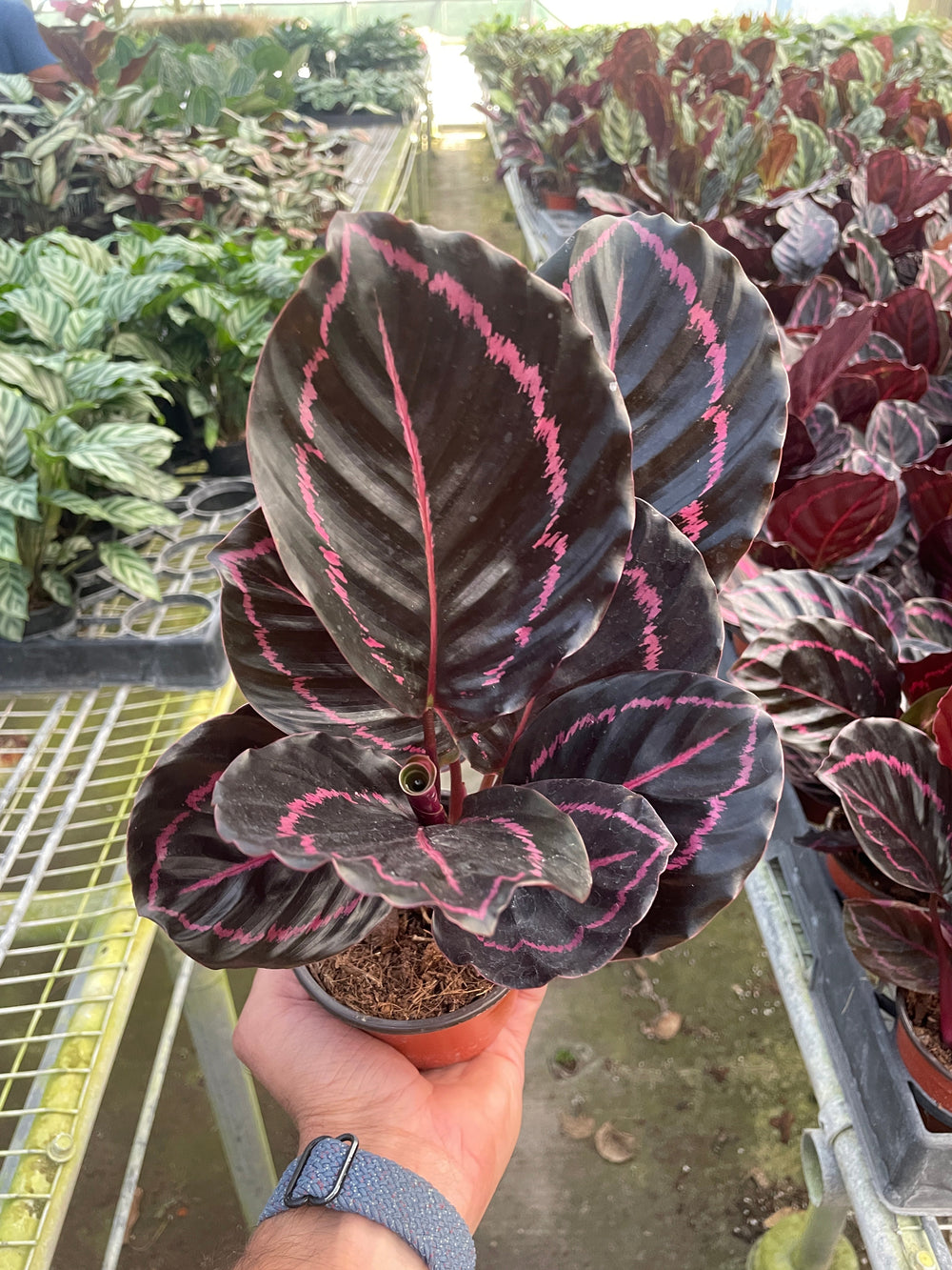 2 Calathea Plants Variety Pack in 4" Pots