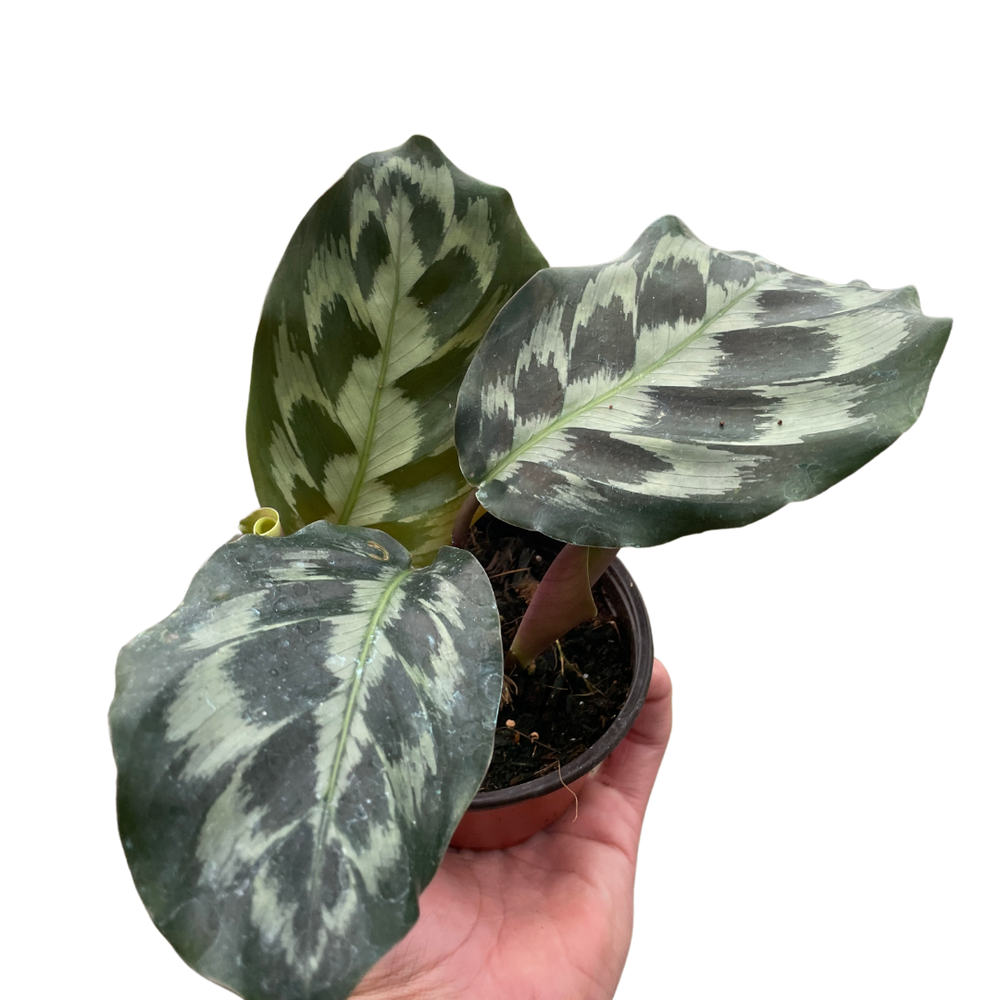 Calathea 'Kennedy'