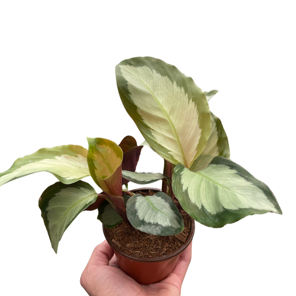 Calathea picturata