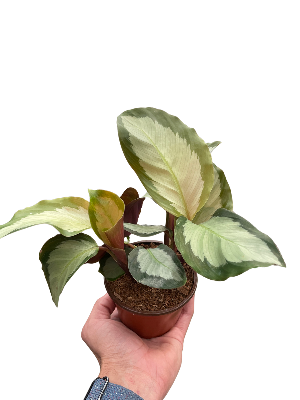 Calathea picturata