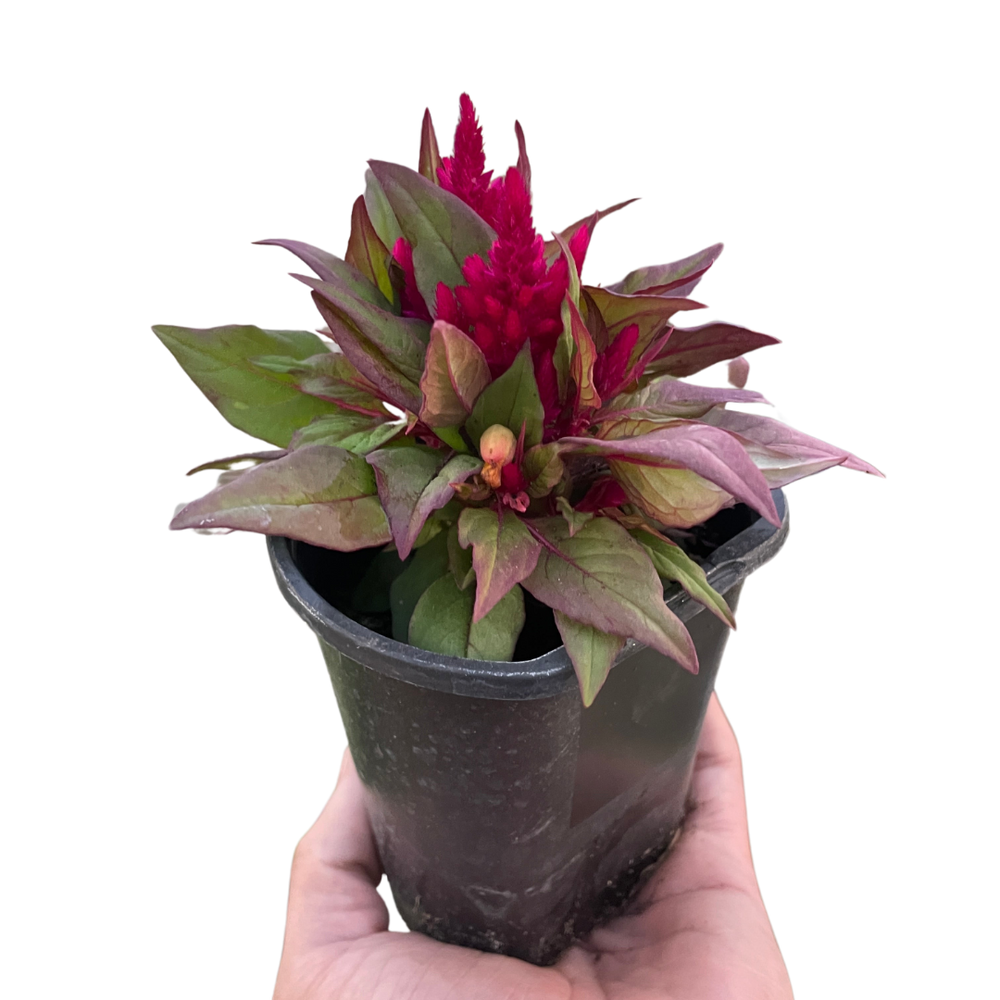 Celosia argentea